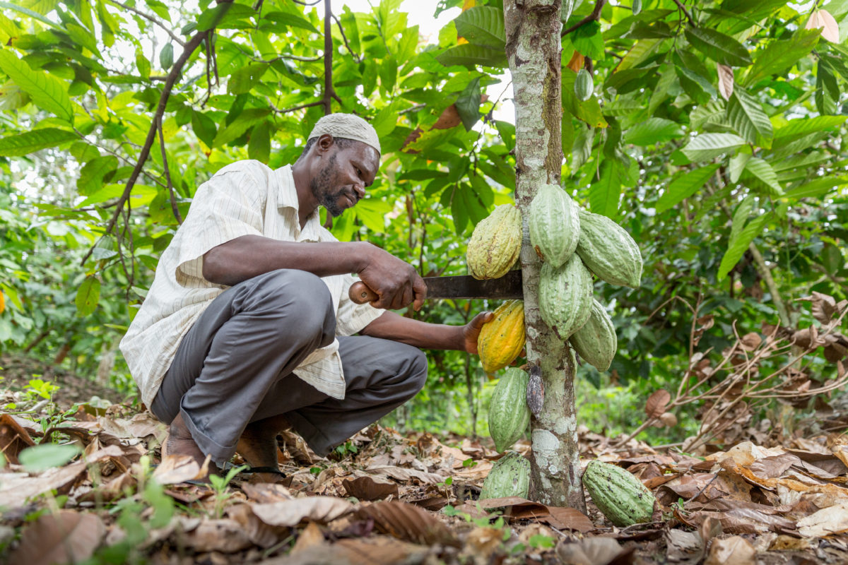 Kakaoanbau Elfenbeinküste Nachhaltigkeit