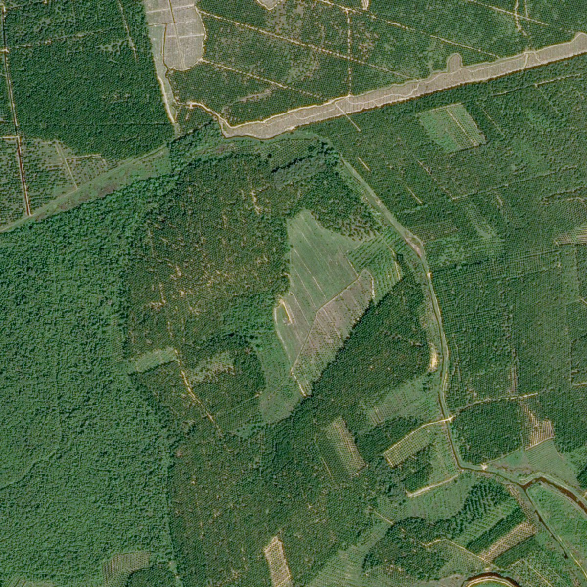 Nestlé setzt Satelliten-Monitoring gegen die Abholzung des Regenwalds ein.
